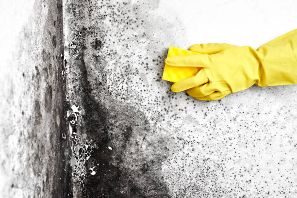 Best Mold Damage Repair  in Paincourtville, LA