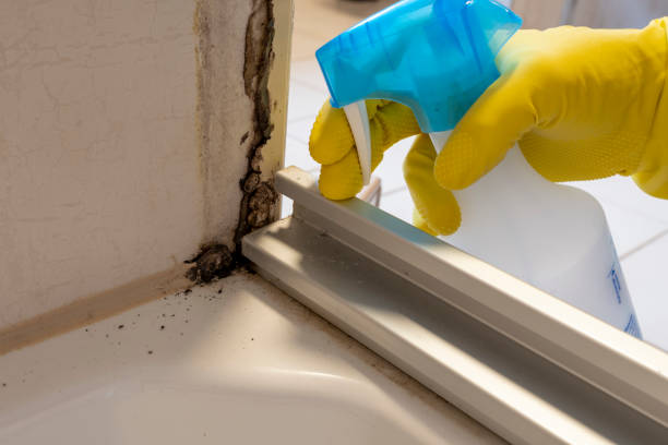 Best Professional Mold Removal  in Paincourtville, LA