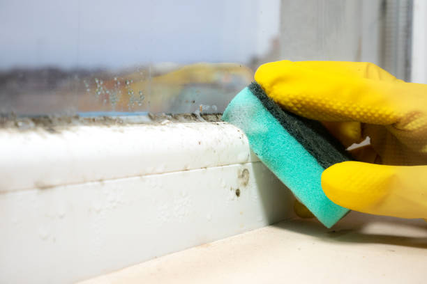 Best Emergency Mold Removal  in Paincourtville, LA