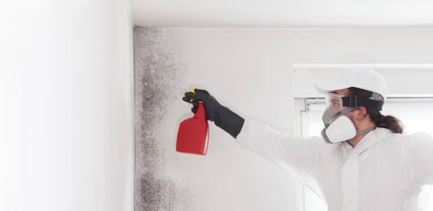 Best Home Mold Removal  in Paincourtville, LA