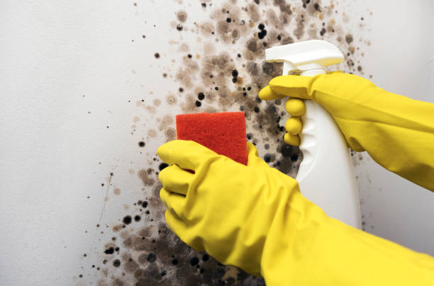 Best Residential Mold Removal  in Paincourtville, LA