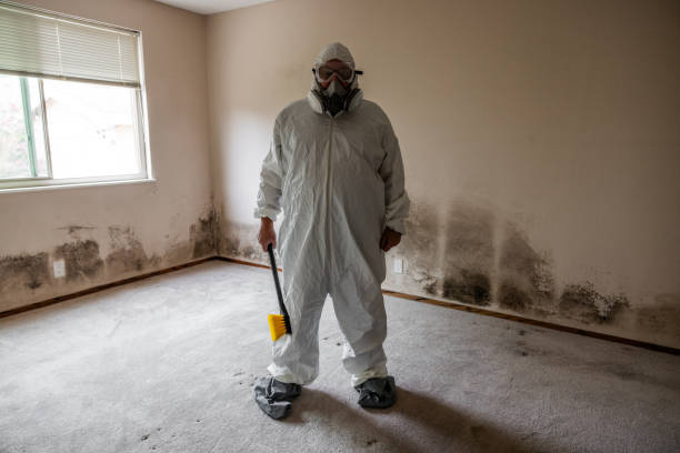 Best Attic Mold Removal  in Paincourtville, LA