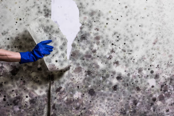 Certified Mold Removal in Paincourtville, LA