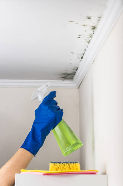 Best Mold Removal Company Near Me  in Paincourtville, LA