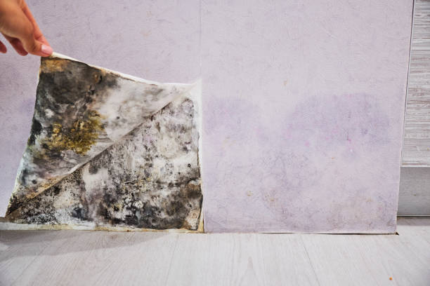 Best Toxic Mold Removal  in Paincourtville, LA